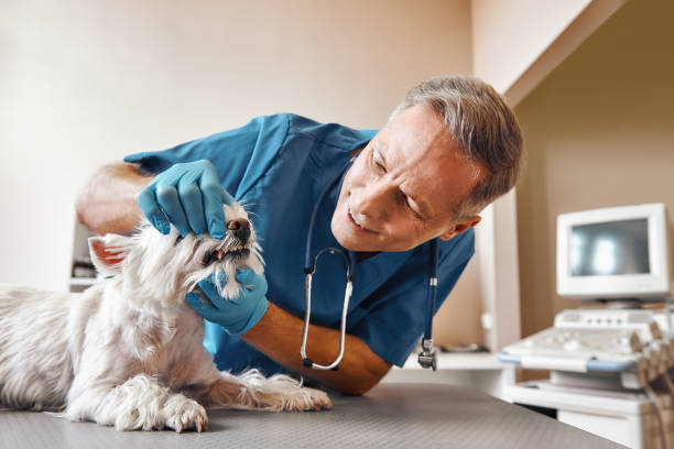 Best 24-Hour Emergency Dentist in Bedford, VA